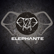 elephante.