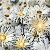 Flash New Daisies