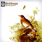 Bird Songs