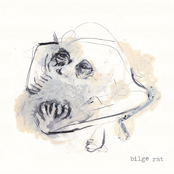 Bilge Rat