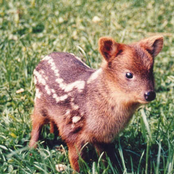 The Power Of The Pudu