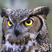 great horned owl