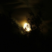 The Evolution's Theory