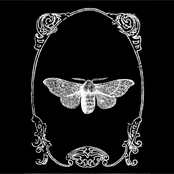 Silk Moth