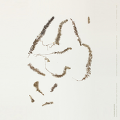 Photosynthetic Beats: Utricularia Vulgaris, Marais des Pontins