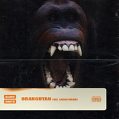 ANoyd: Orangutan