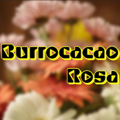 Burrocacao Rosa