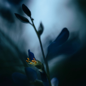 James Malikey: Magical Violet