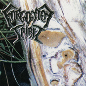 The Masters of Slavonic Forest