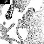 Rice Corpse Oz Style