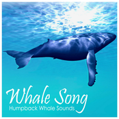 Humpback Whale Sounds