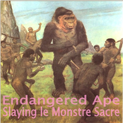 endangered ape