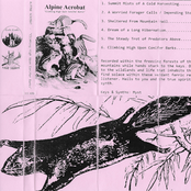 Climbing High Upon Conifer Barks