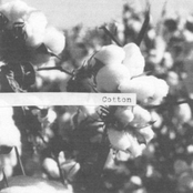 DT000: DELOFI - Cotton