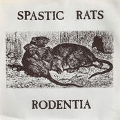 Rodentia