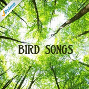 bird songs nature music specialists