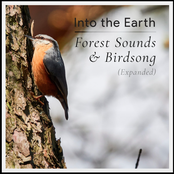 Forest Sounds and Birdsong (Expanded)
