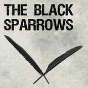 the black sparrows