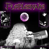 purplesnake