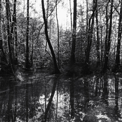 Faery Circles