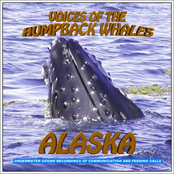 voices of the humpback whales alaska