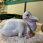 baby pelican