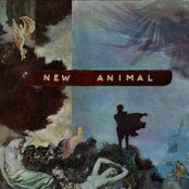 Other Side by New Animal