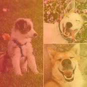 Simplistic Backdrop for Playful Dogs