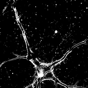 Grand Declaration of Wall