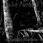 To Twilight Thickets