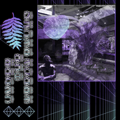 Under The Areca Palms