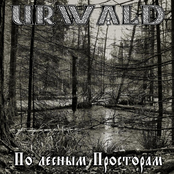 По лесным Просторам