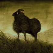 Fallen Sheep