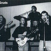 the gnats