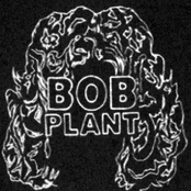 bob plant