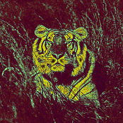 Animals demo