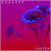 Evanoff: Dahlia