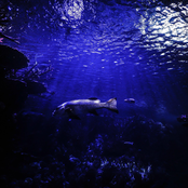 Sound of My Dreams (Remix)