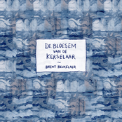 De Bloesem Van De Kerselaar