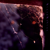 Walk Under A Violet Sun