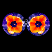 New Years Bring New Orders