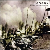 CANARY