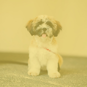 Music for Sweet Doggy