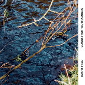 Cloud-Frothed Brambles