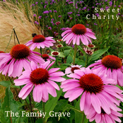 Sweet Charity