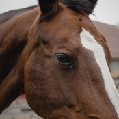 Can I Pet Your Face?