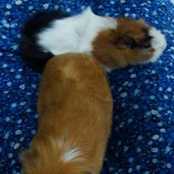 guinea pigs