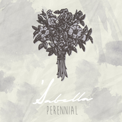 Perennial - Single