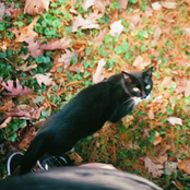 when autumn leaves fall