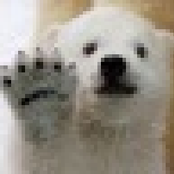 Mumu Bears